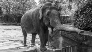 Asiatische Elefanten im Tierpark Hagenbeck