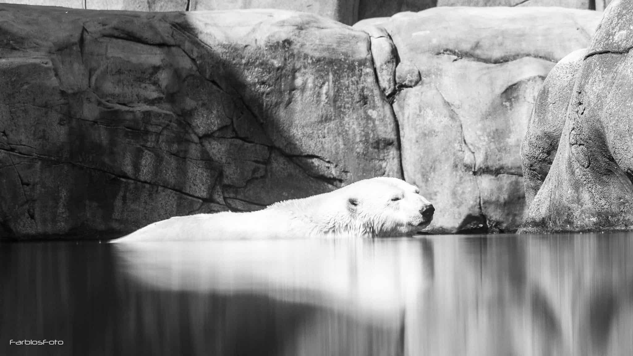 Eisbär im Tierpark Hagenbeck