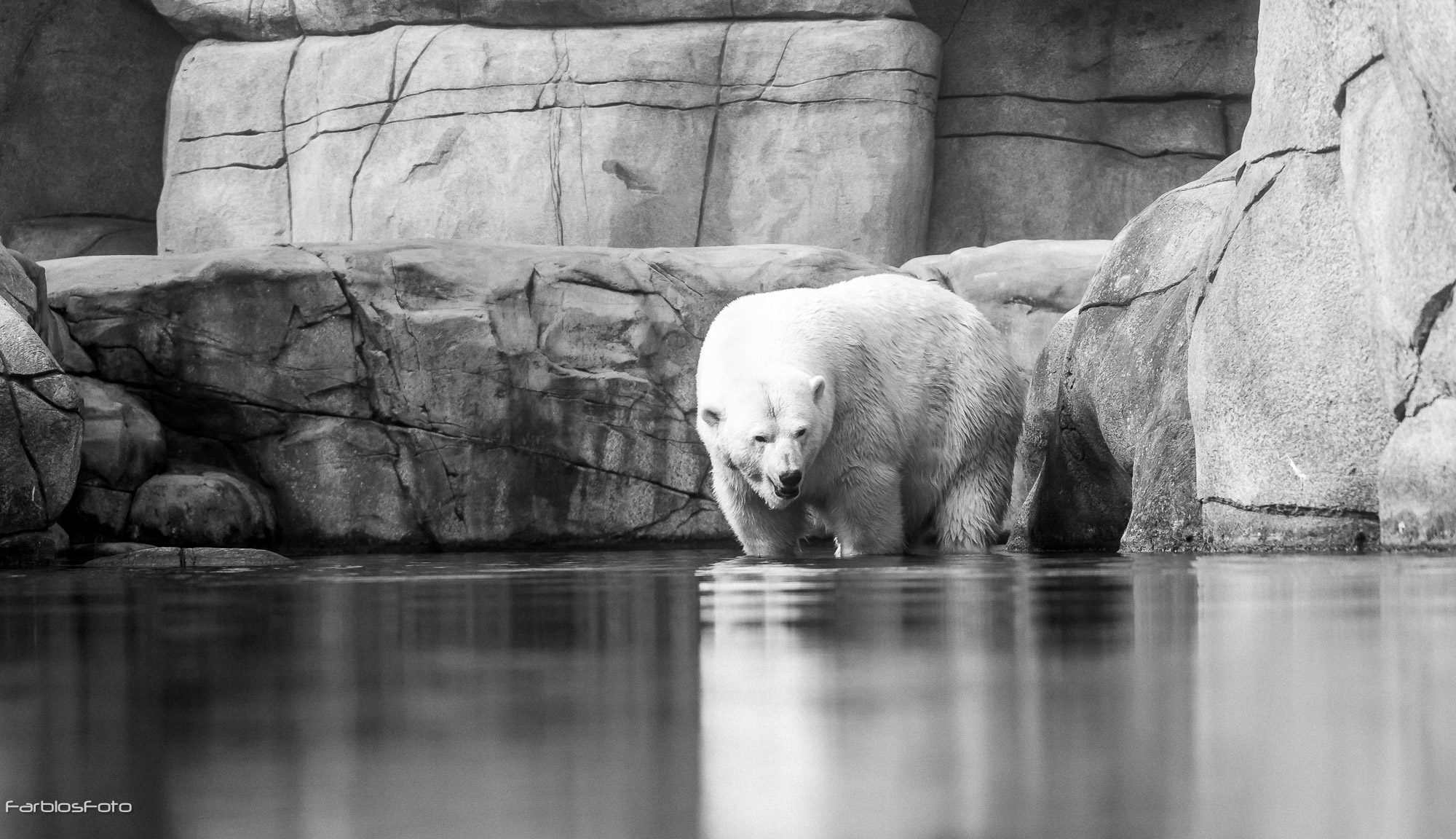 Eisbär im Tierpark Hagenbeck