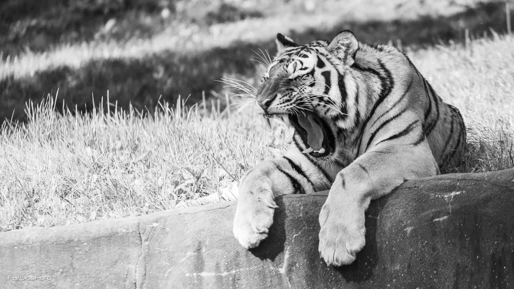 Sibirische Tiger im Tierpark Hagenbeck